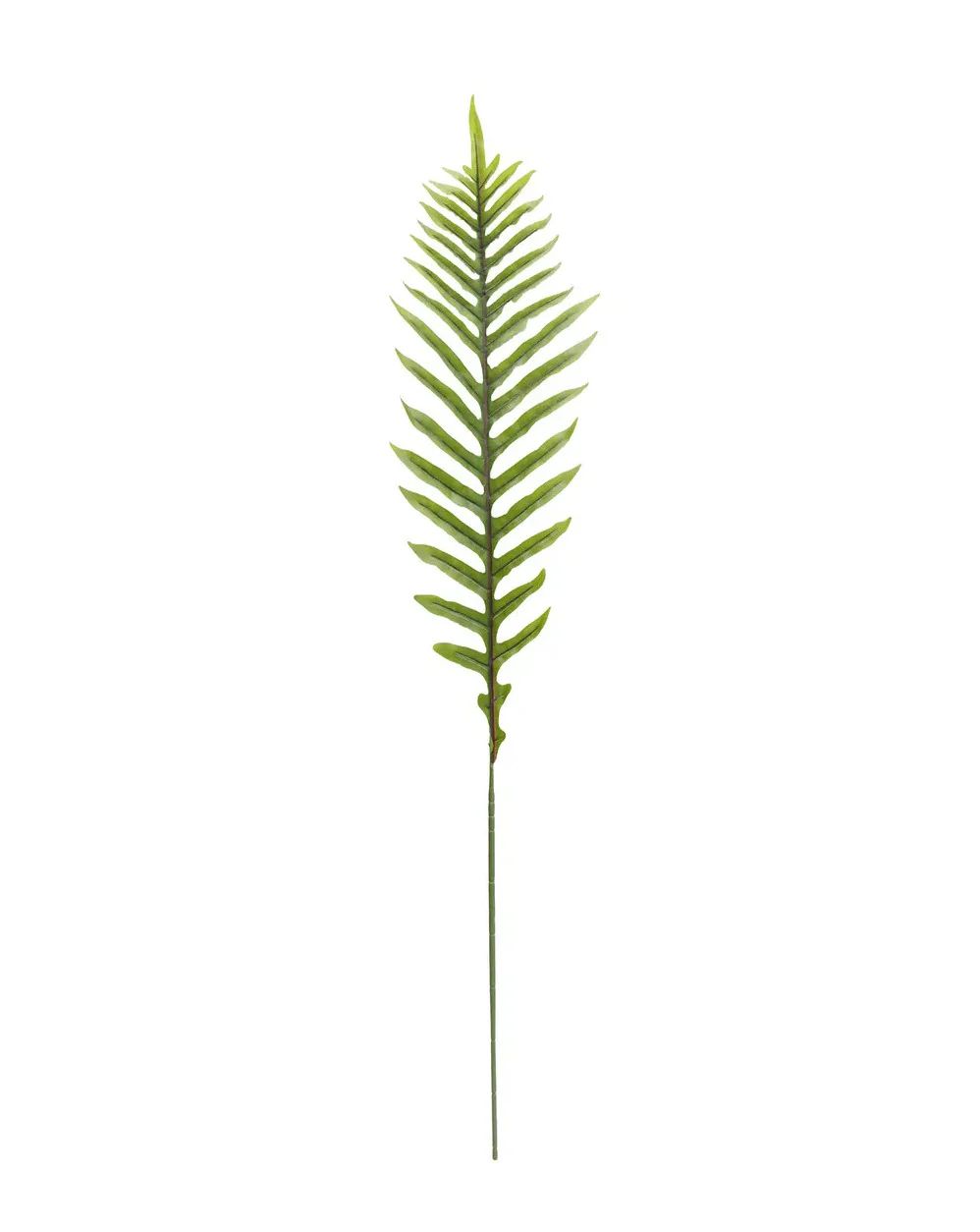Ostrich Fern Light Green