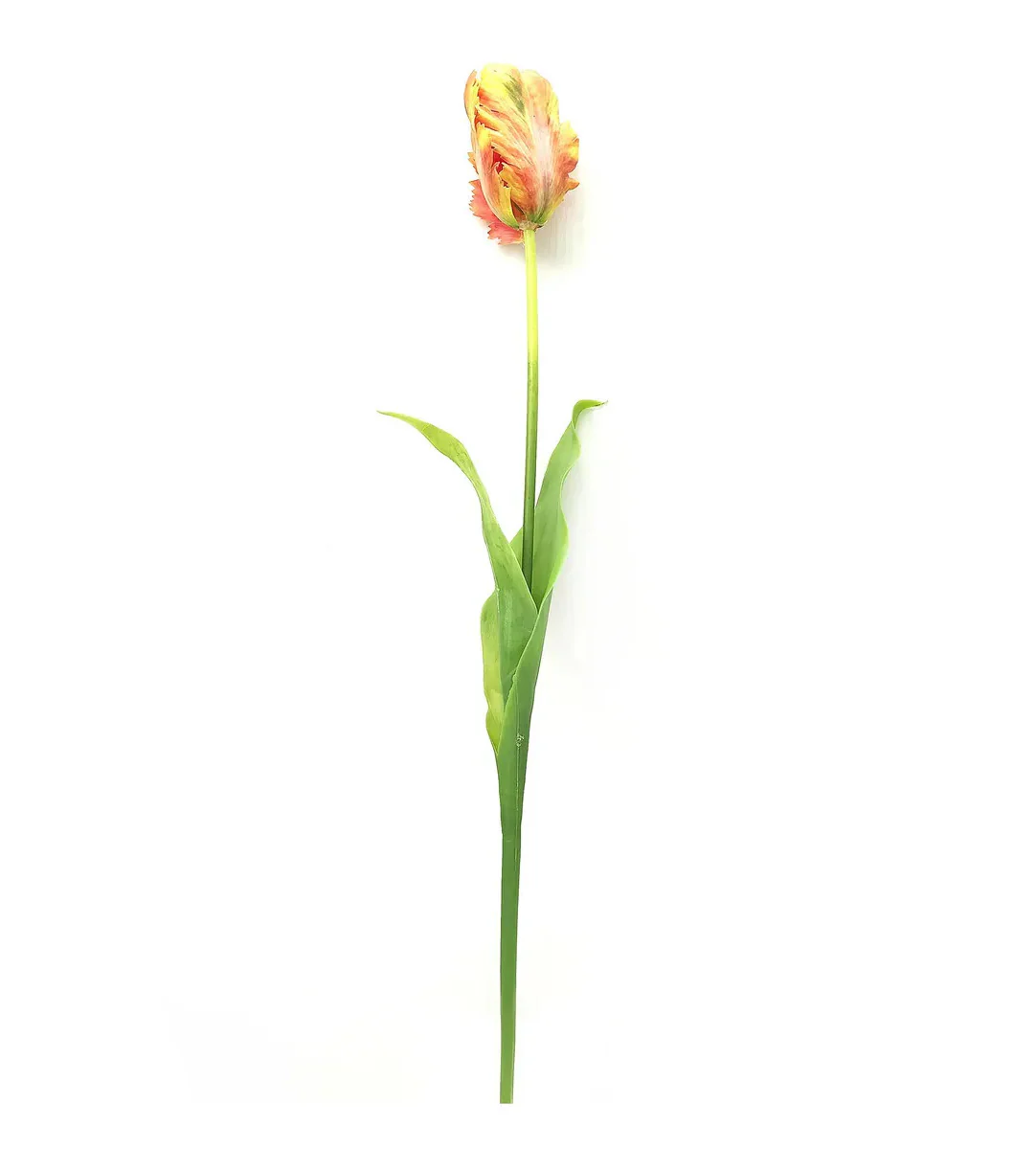 Parrot Tulip - Image 2