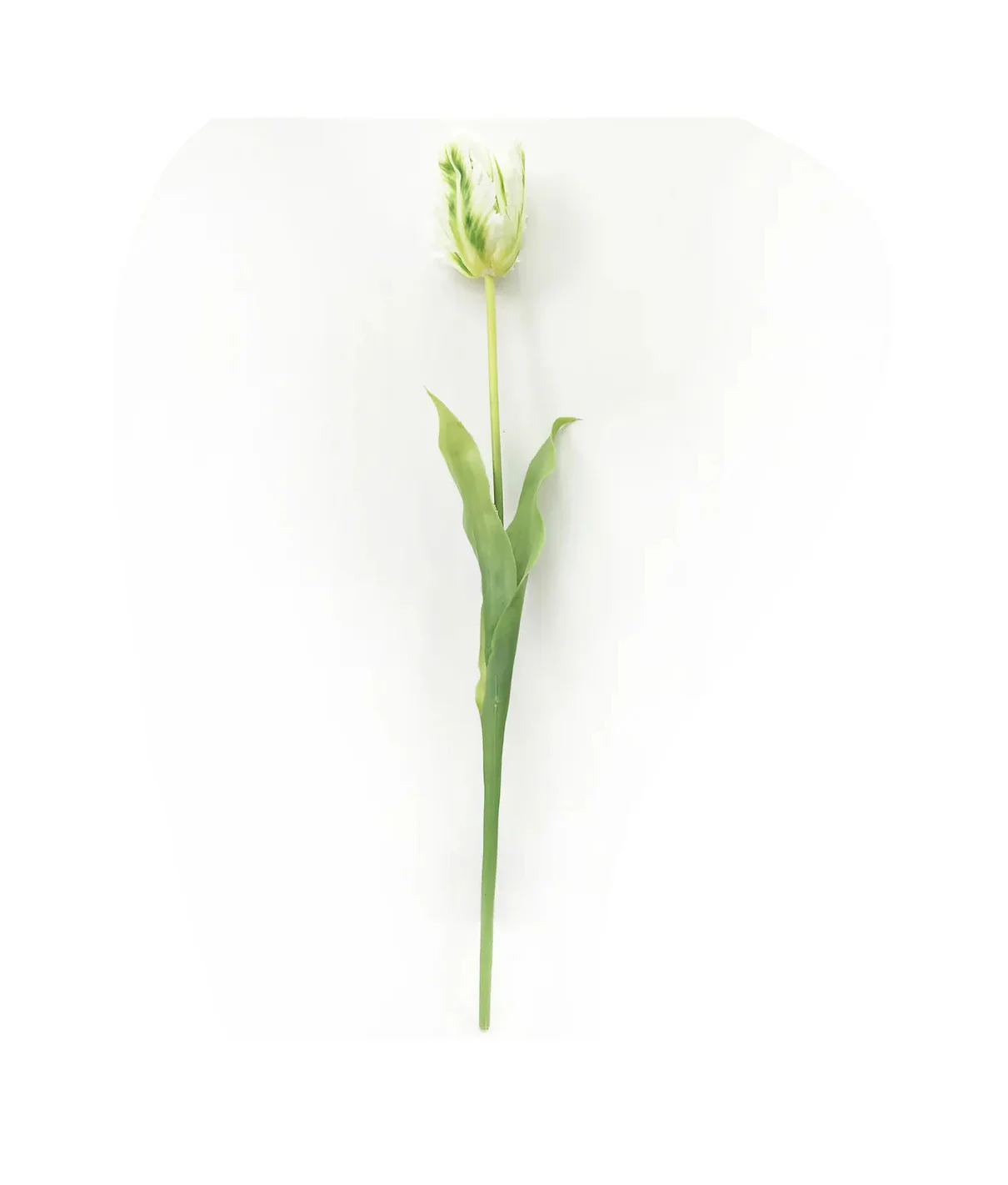 Parrot Tulip - Image 3