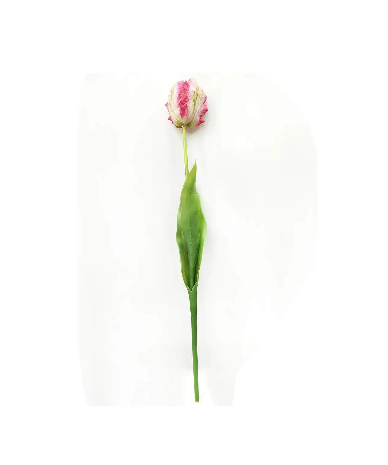 Parrot Tulip - Image 4
