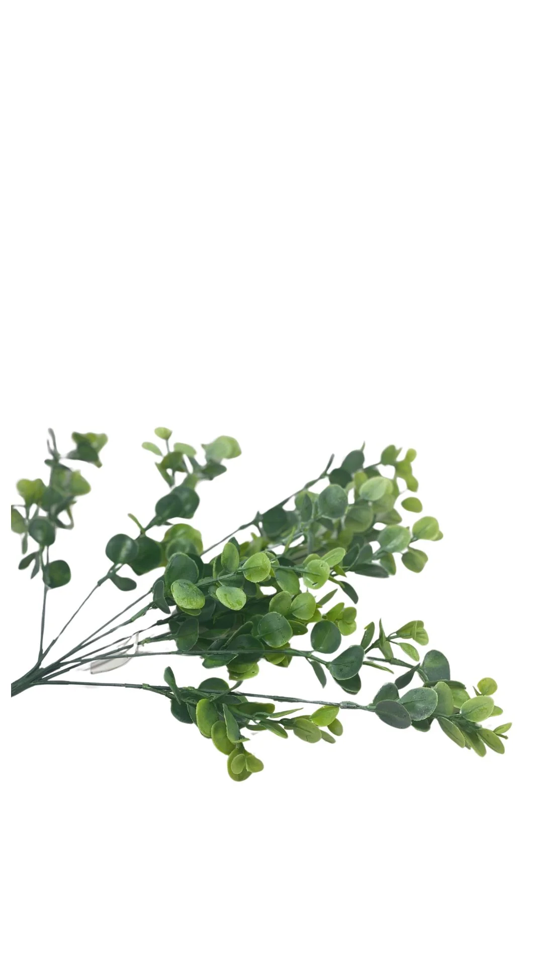 PLS Eucalyptus Bush X8 FS Green 12DZ