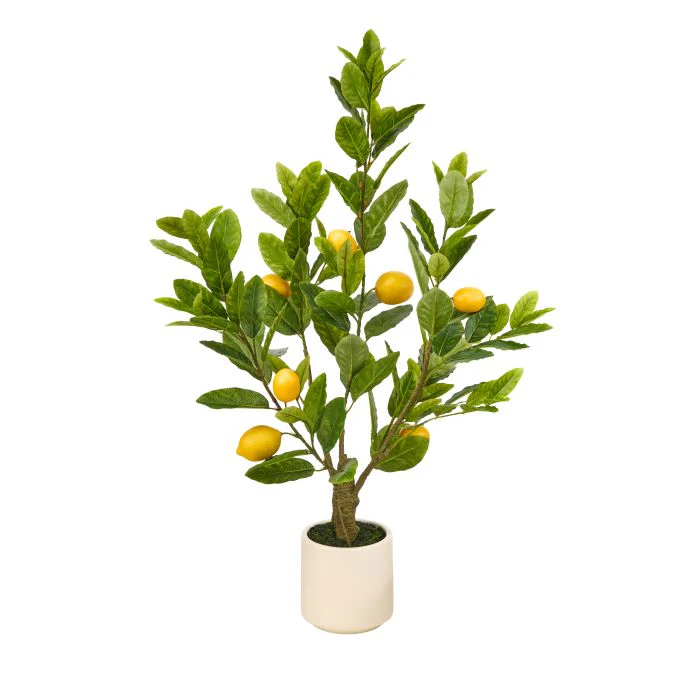 Potted Tuscan Lemon Tree X132 3’