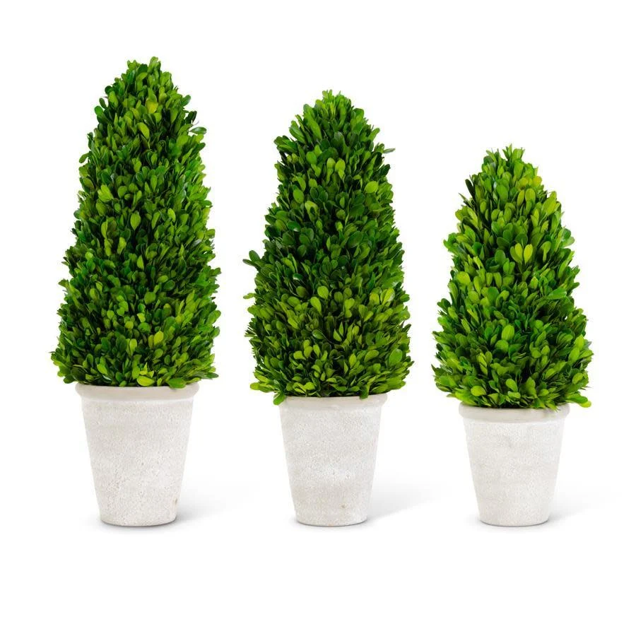 Preserved Boxwood Cone Tree in Whitewashed Pot
