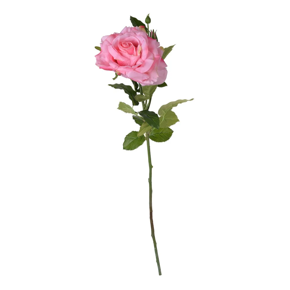Rose Stem
