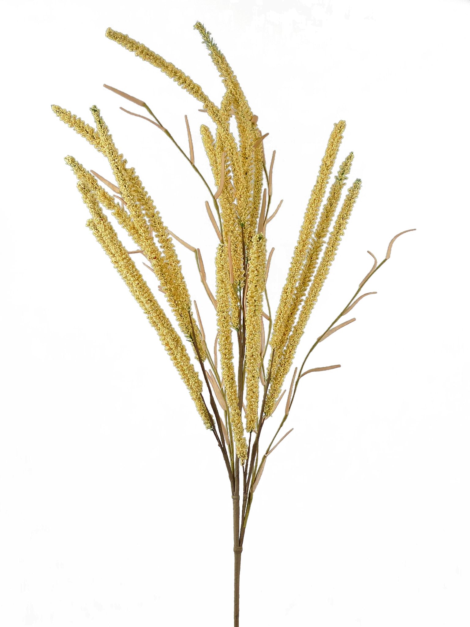 Setaria Spray