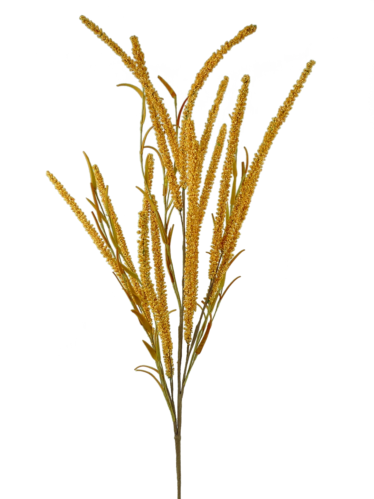 Setaria Spray - Image 4
