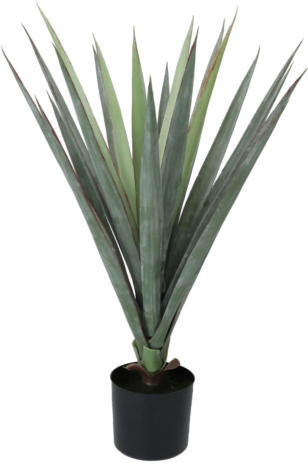 Sisal Plant in Pot