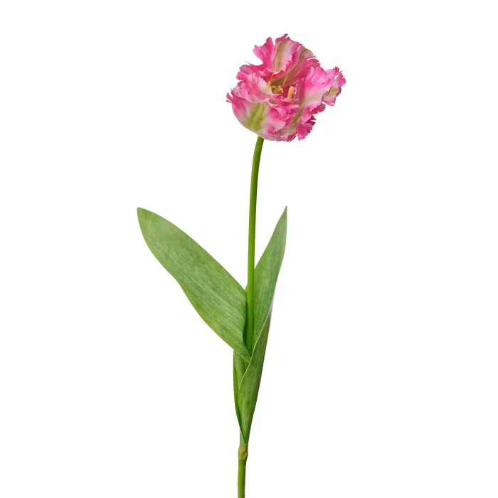 Soft Touch Parrot Tulip 28” - Image 2