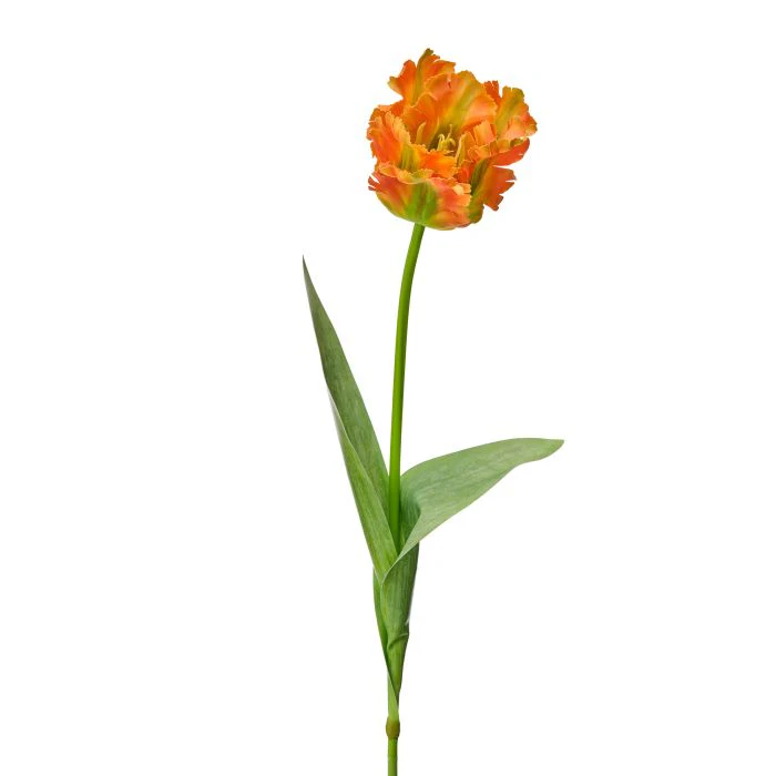 Soft Touch Parrot Tulip 28” - Image 3