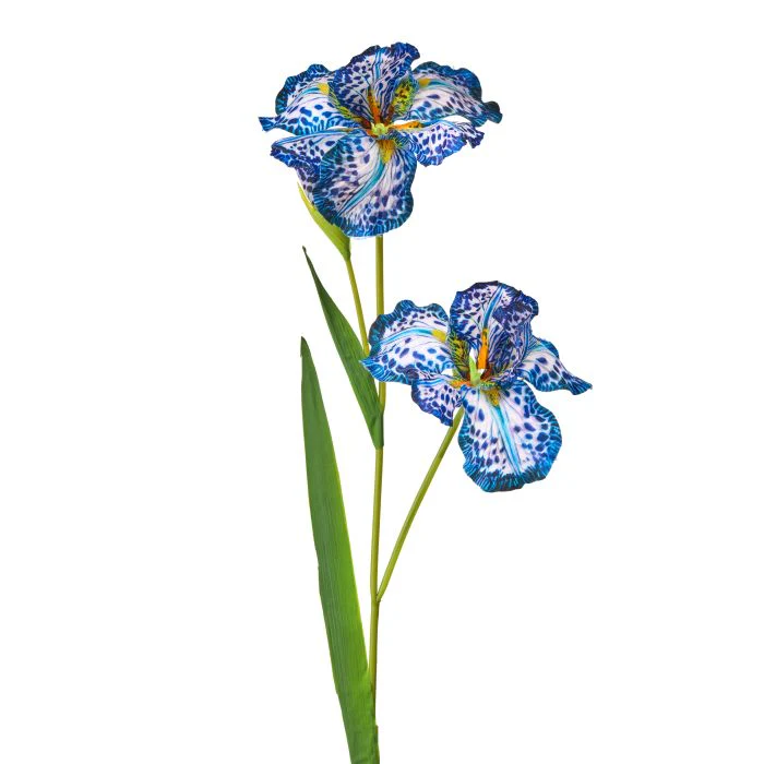 Spotted Iris X2 + Bud 35”