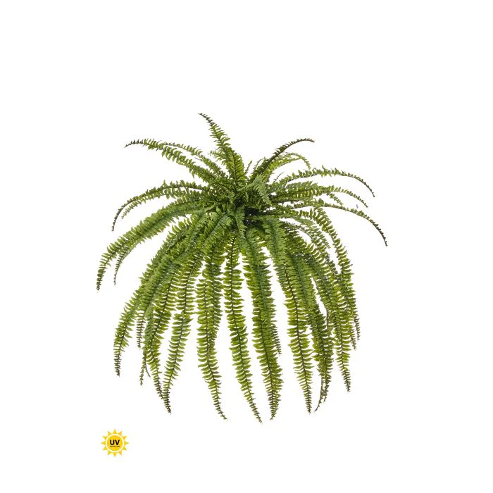 Uv Jumbo Boston Fern 45”WX57”L