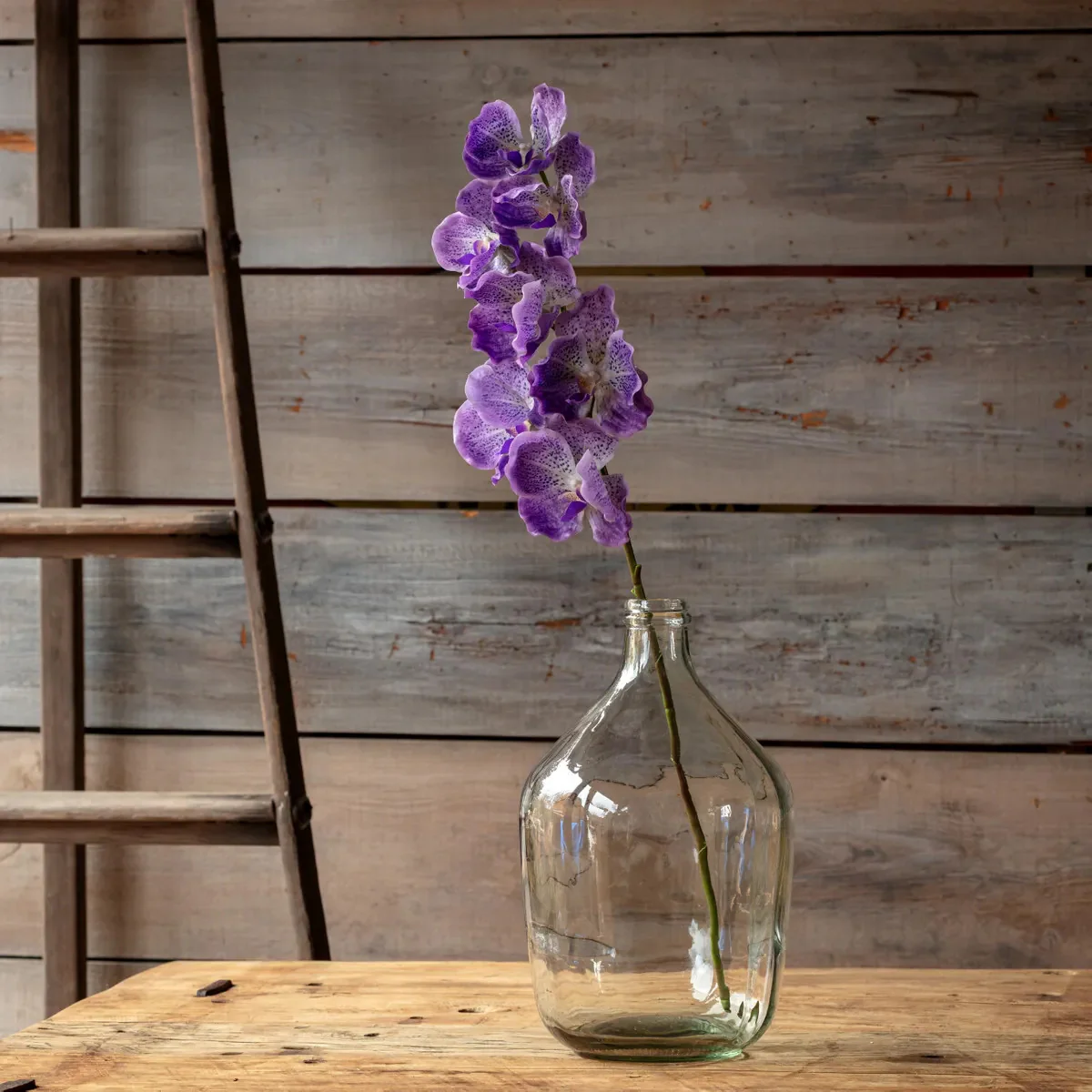 Vanda Orchid