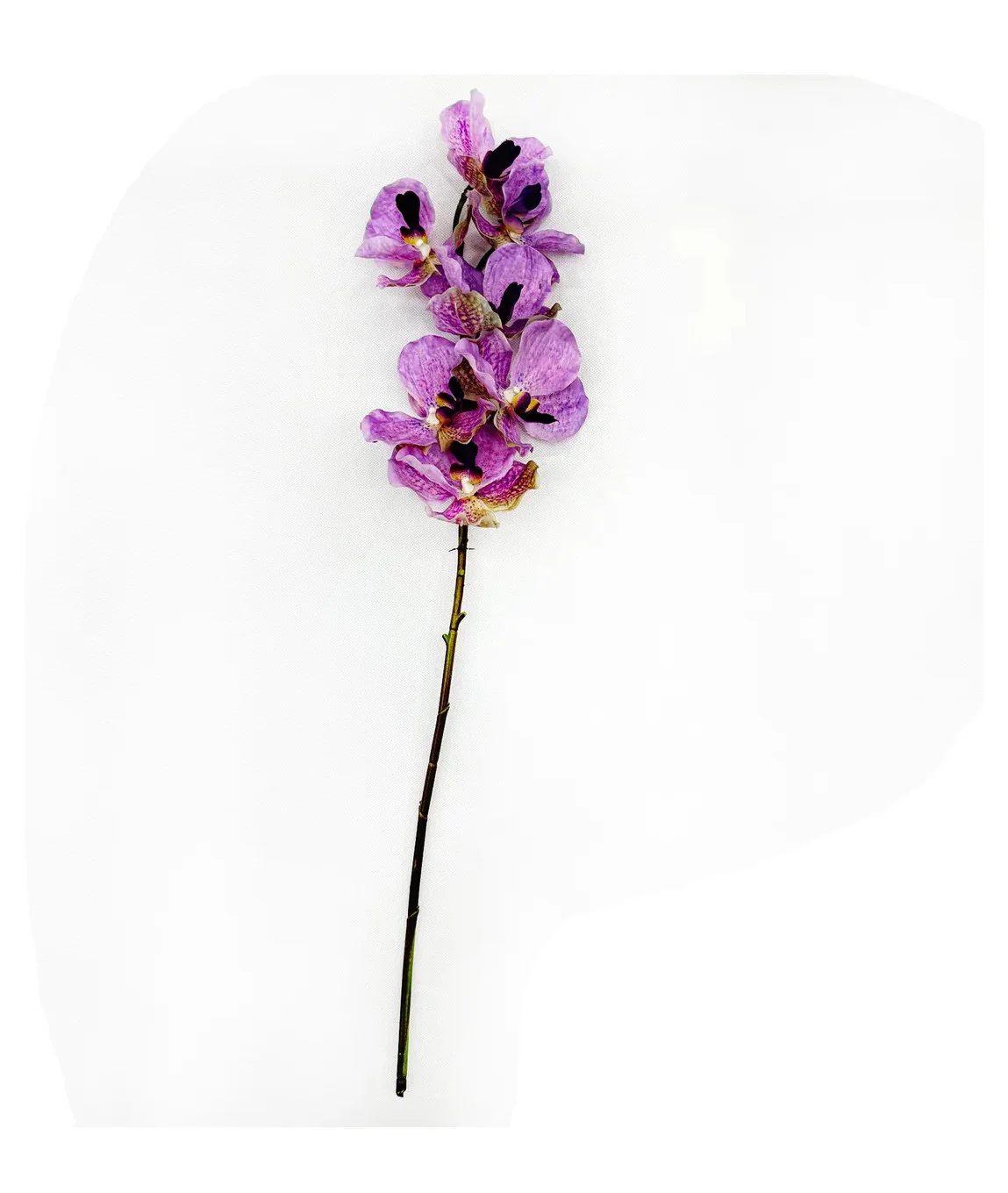 Vanda Orchid - Image 2