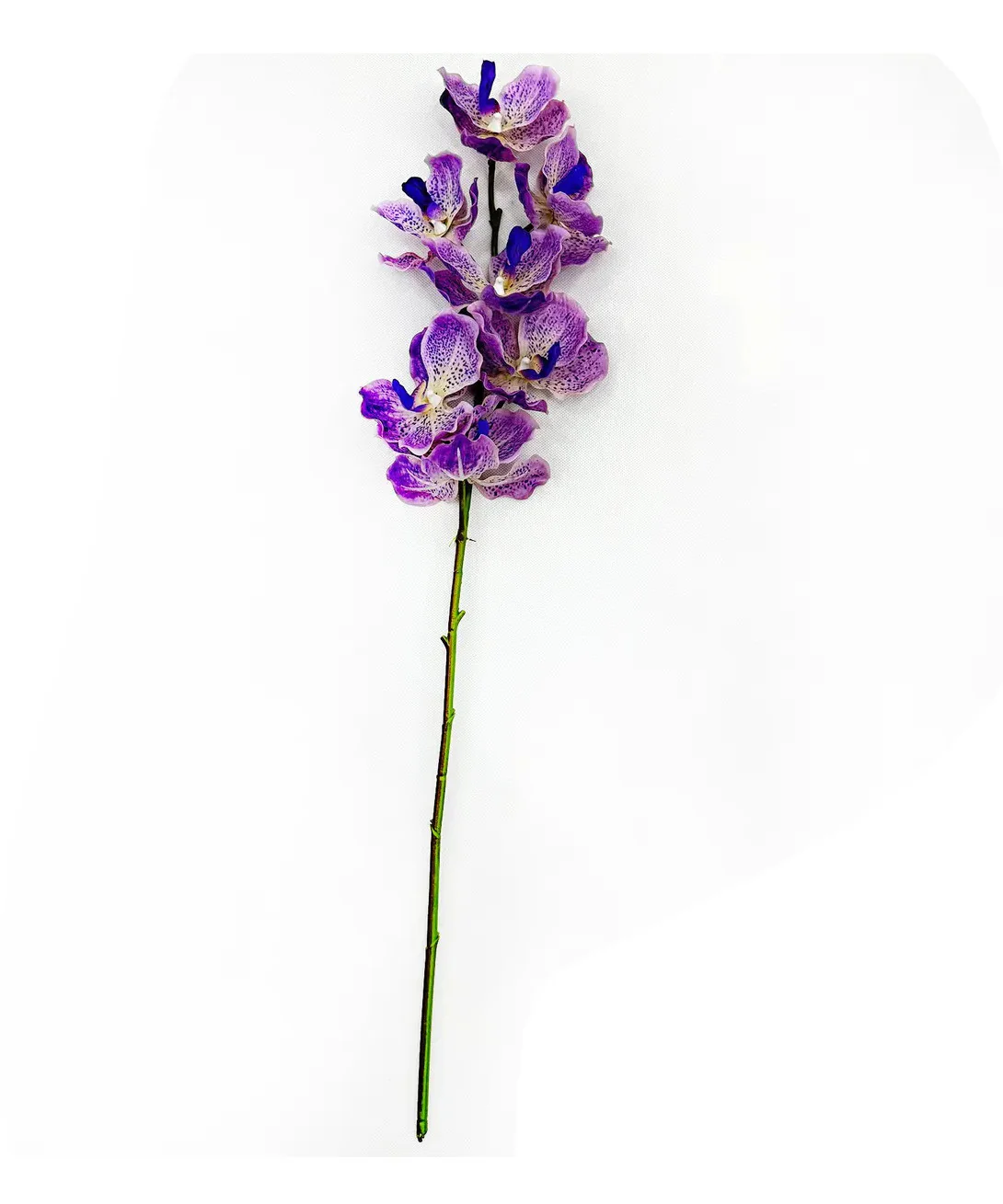Vanda Orchid - Image 3