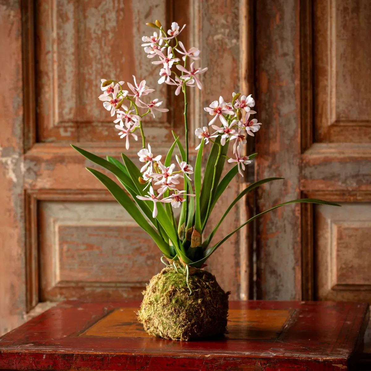 Variegated Pink Mini Orchid Moss Ball
