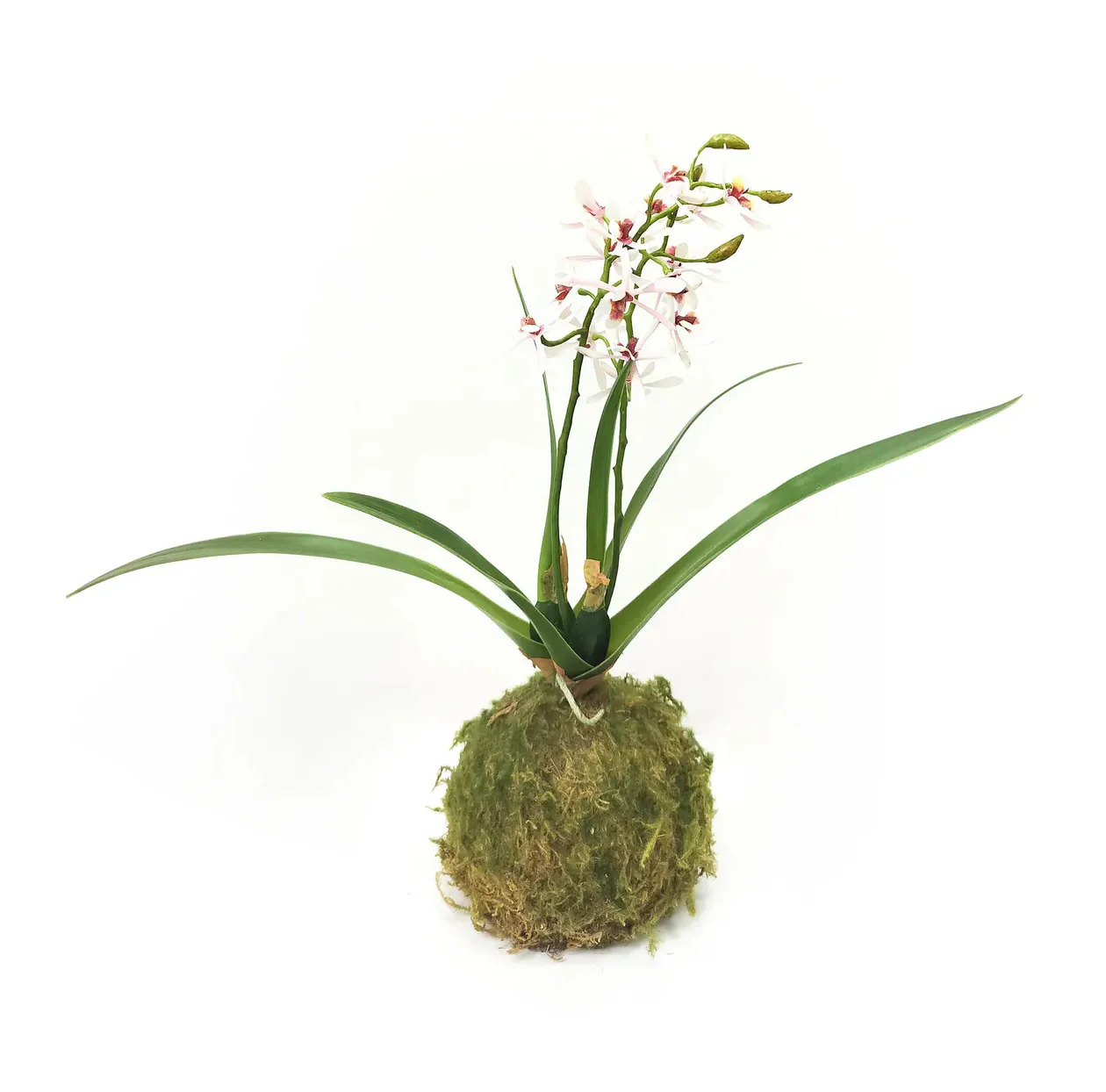 Variegated Pink Mini Orchid Moss Ball - Image 2
