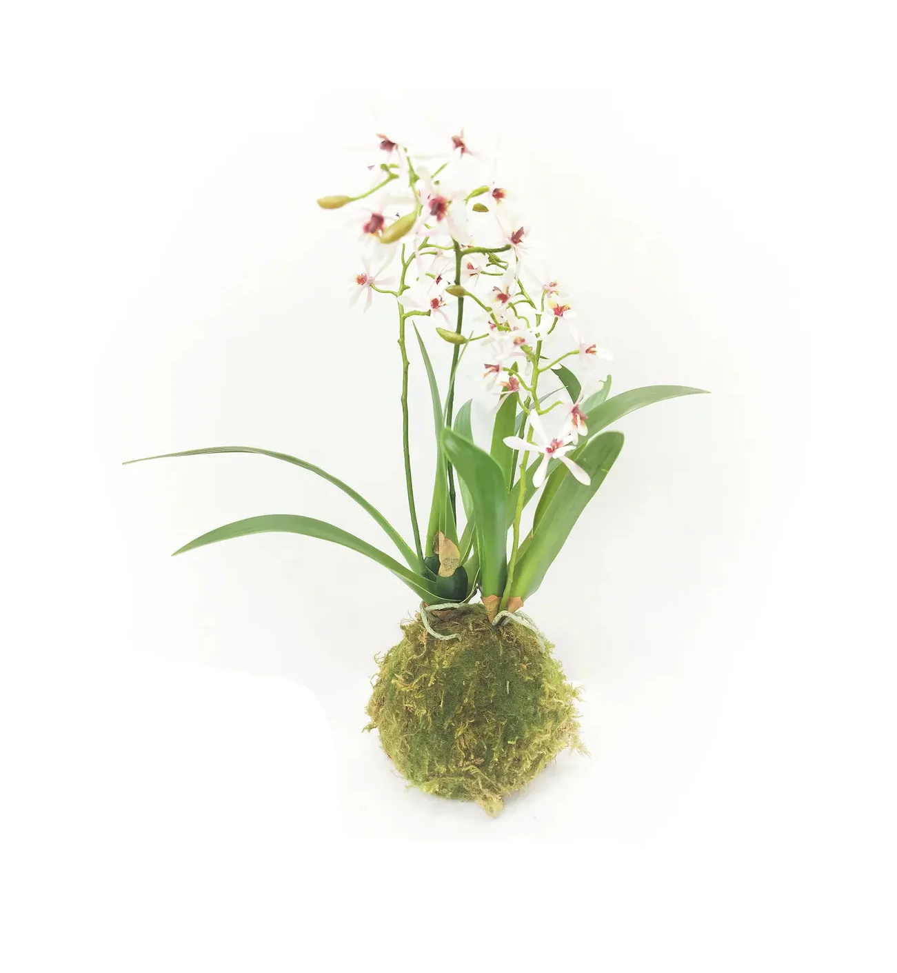 Variegated Pink Mini Orchid Moss Ball - Image 3