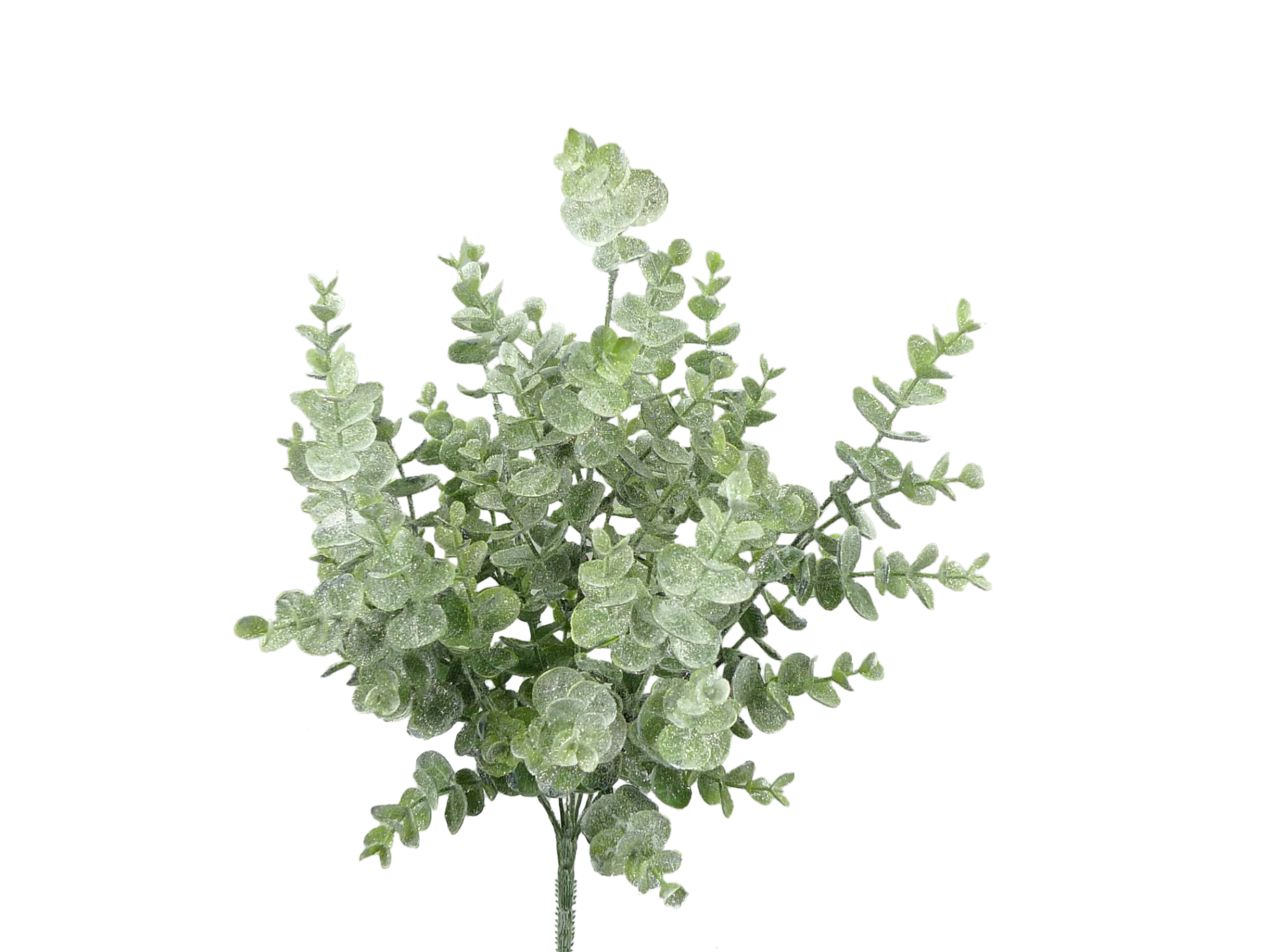White Eucalyptus