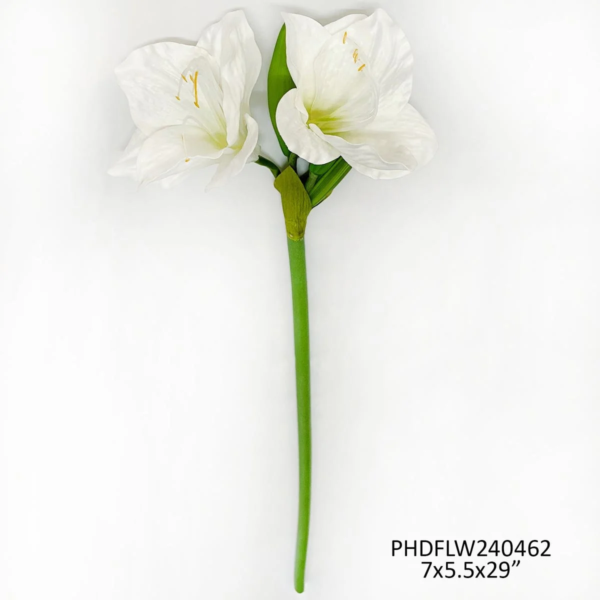White Garden Amaryllis
